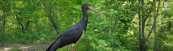 Даурские журавли и чёрные аисты в Приморском Сафари-парке