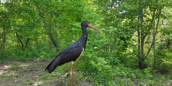 Даурские журавли и чёрные аисты в Приморском Сафари-парке