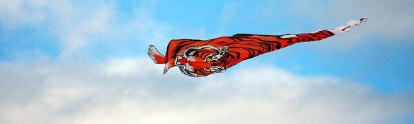 WWF восстановит поврежденную вандалами во Владивостоке «тигриную тропу»