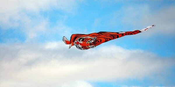 WWF восстановит поврежденную вандалами во Владивостоке «тигриную тропу»