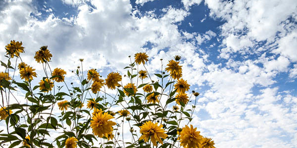 Завтра в Приморье местами пройдут кратковременные дожди