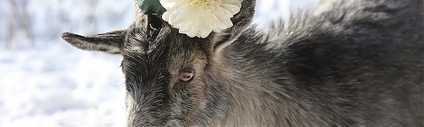 Козёл Тимур выздоровел после драки с тигром Амуром