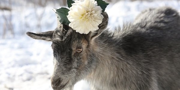 Козёл Тимур выздоровел после драки с тигром Амуром