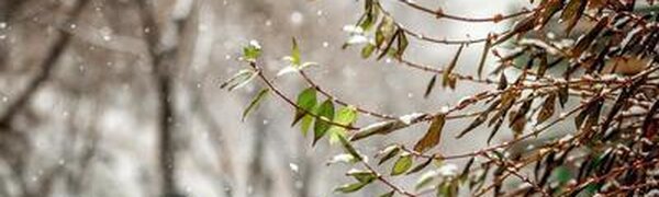 26 января в Приморье прошли осадки в виде снега и мокрого снега, на юге с дождем (ОБЗОР)