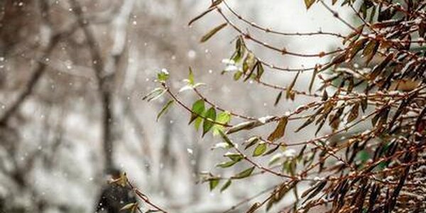 26 января в Приморье прошли осадки в виде снега и мокрого снега, на юге с дождем (ОБЗОР)