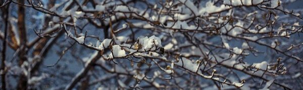 Временный снежный покров установился в Приморье в минувшую субботу