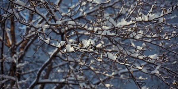 Временный снежный покров установился в Приморье в минувшую субботу