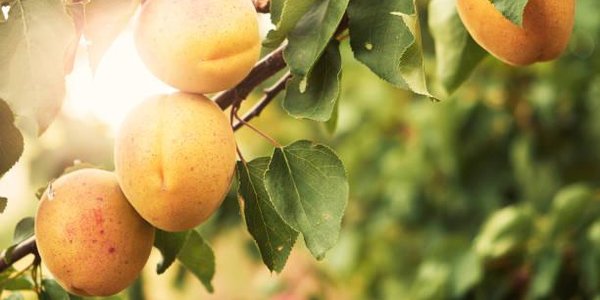Владивостокцы займутся выращиванием персиков и абрикосов