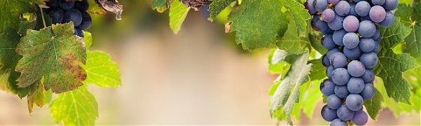 Глобальное потепление сделало французские вина лучше