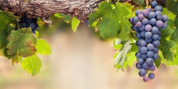 Глобальное потепление сделало французские вина лучше