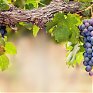 Глобальное потепление сделало французские вина лучше