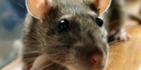 Крысы могут погубить один из красивейших островов в мире