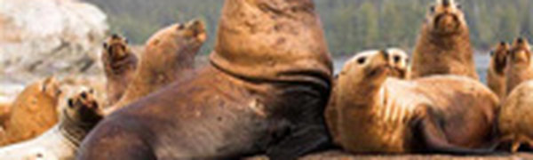 Редких тюленей на Сахалине теперь можно наблюдать онлайн