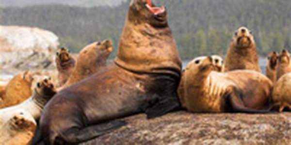 Редких тюленей на Сахалине теперь можно наблюдать онлайн