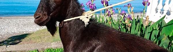 У Амура и Тимура появился новый сосед — Обама