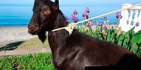 У Амура и Тимура появился новый сосед — Обама