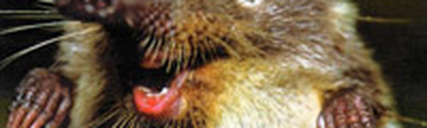 Недроразработка в Воронежской области опасна для выхухоли