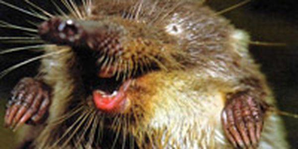 Недроразработка в Воронежской области опасна для выхухоли