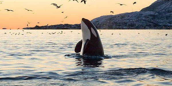 Памела Андерсон попросила Путина остановить отлов косаток