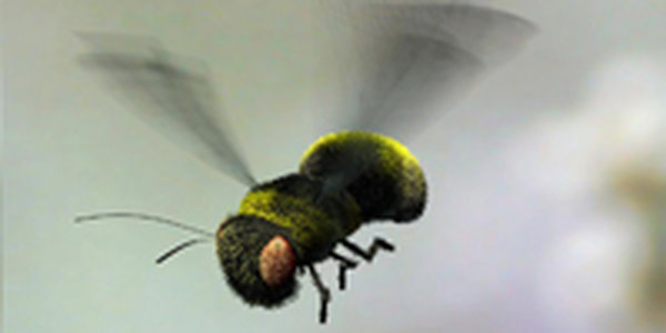 Во Владивостоке пчелы и осы атакуют горожан