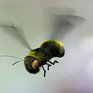 Во Владивостоке пчелы и осы атакуют горожан