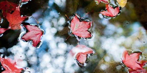 Паводковая ситуация в Приморье стабилизировалась