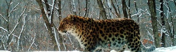 Любопытный леопард вышел к автолюбителям у нацпарка в Приморье