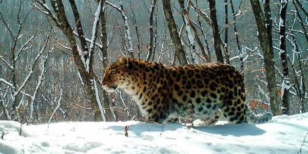 Любопытный леопард вышел к автолюбителям у нацпарка в Приморье