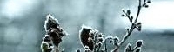 Морозный утренний воздух опасен для здоровья