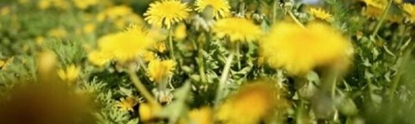 Тёплая с кратковременными дождями и грозой погода ожидается в Приморье в среду