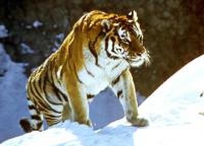 WWF России и WWF Китая начали мониторинг тигра в КНР
