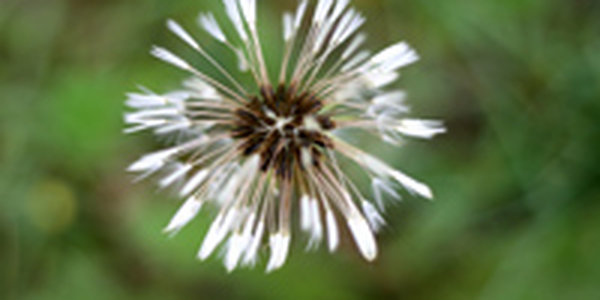 Вот оно какое — наше лето! (ФОТО)