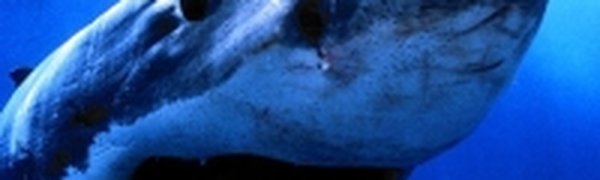 Акулы у берегов Приморья: Еще одна жертва