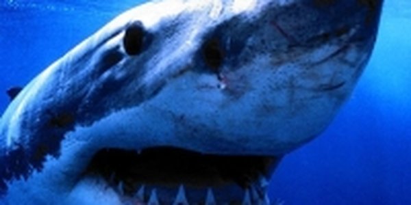 Акулы у берегов Приморья: Еще одна жертва
