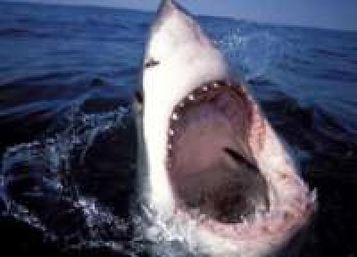 Нападение акулы на человека — станет ли случай единичным?