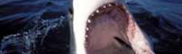 Нападение акулы на человека — станет ли случай единичным?