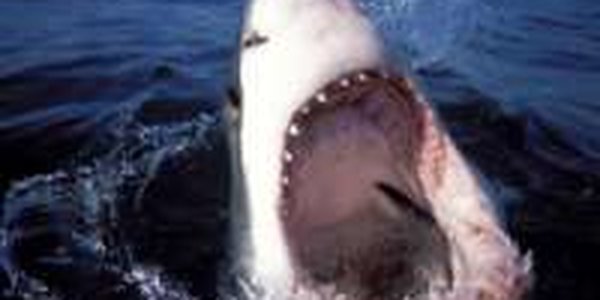 Нападение акулы на человека — станет ли случай единичным?
