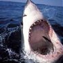 Нападение акулы на человека — станет ли случай единичным?