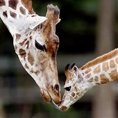Эти забавные животные: день поцелуя (ФОТО)