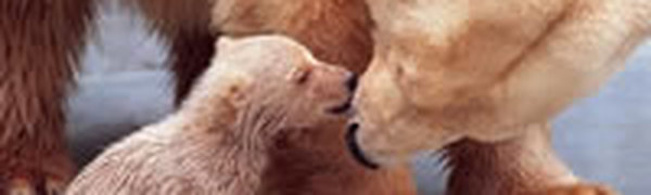 Эти забавные животные: день поцелуя (ФОТО)