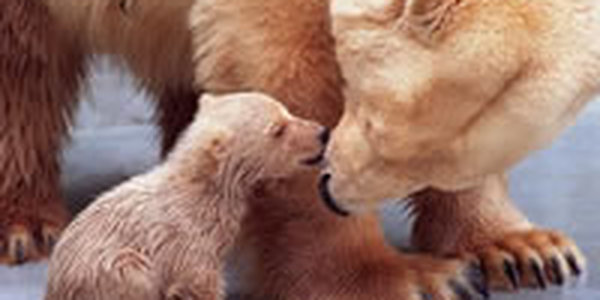 Эти забавные животные: день поцелуя (ФОТО)