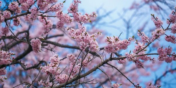 В четверг в Приморье станет ещё теплее