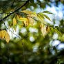Осень приходит во Владивосток с утренней прохладой, дождем и ворохом желтых листьев