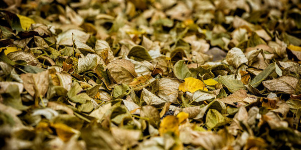 Осень приходит во Владивосток с утренней прохладой, дождем и ворохом желтых листьев