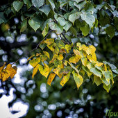 Осень приходит во Владивосток с утренней прохладой, дождем и ворохом желтых листьев