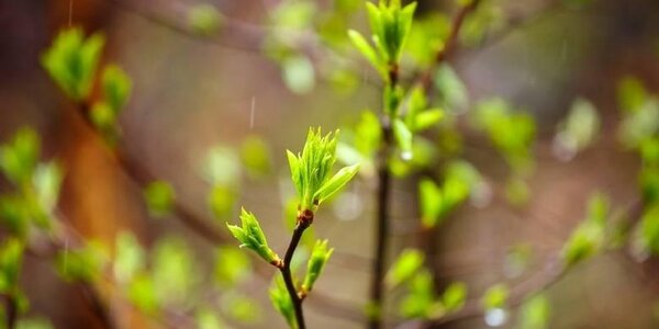 Циклон изменил траекторию, поэтому Приморью достанется меньше осадков в четверг