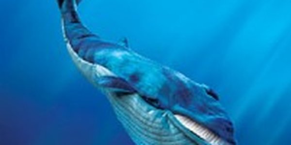 В Приморье обнаружили мертвого китенка