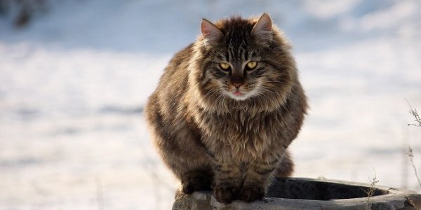 Первая декада декабря в Приморье была аномально морозной