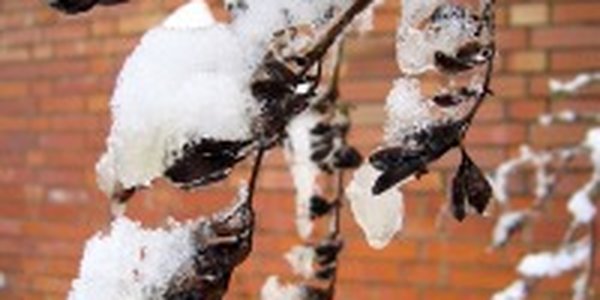 К Приморью спешит еще один циклон