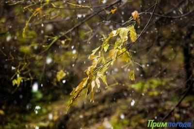 Холодный фронт принесёт в Приморье дождь со снегом
